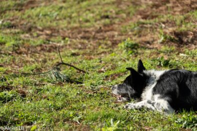 Chien à l'affût