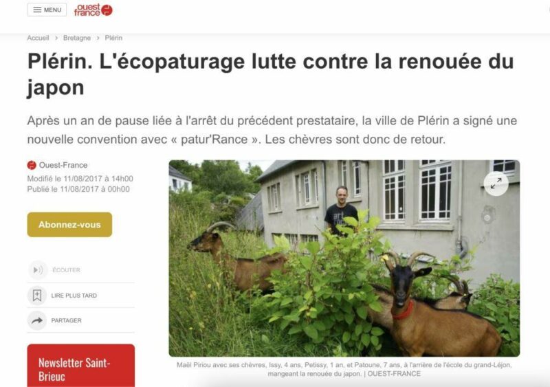 Article de presse du Ouest France sur le renoué du Japon