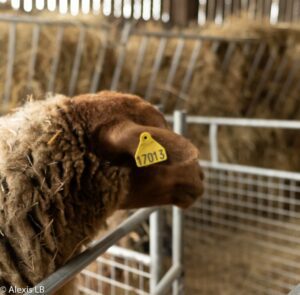 Bouclage d'un mouton de Solognot, une partie de l'équipe