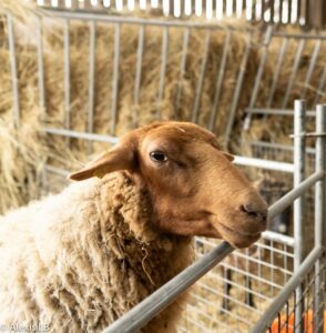 Portait carré d'un mouton de Solognot, une partie de l'équipe