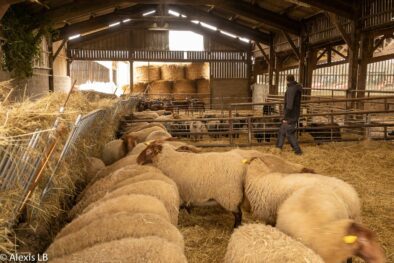 Moutons dans la deuxième bergerie, une partie de l'équipe