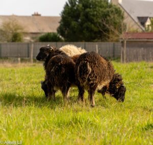 Moutons de Ouessant broutant la pature, une partie de l'équipe