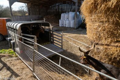 Chèvre du Roves rentrant dans la remorque bétaillère