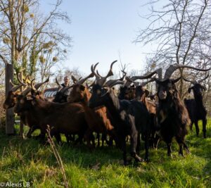 Chèvres du Rove prêtent à passer à l'action dans une pature, une partie de l'équipe