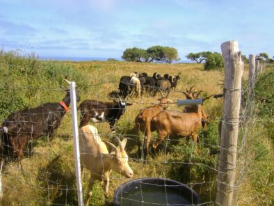 Cloture mobile pour un grand espace vert littoral d'une commune