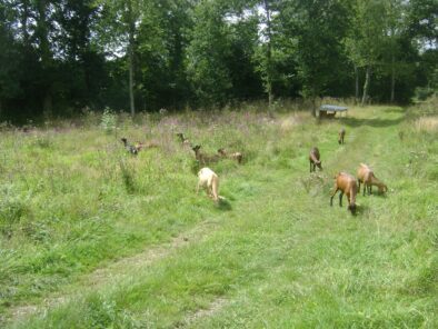 Chèvres au travail pour une prestation d'éco-pâturage de Pautr'Rance