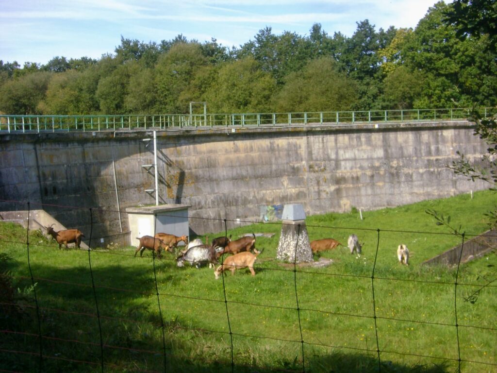 Écopaturage près d'un barrage pour une collectivité