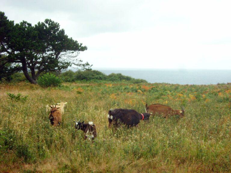 Chèvre et biodiversité en bord de mer