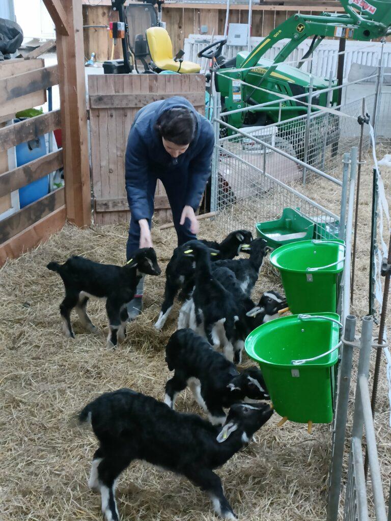 Chevreaux poitevins adoptés dans la bergerie de Patur'Rance