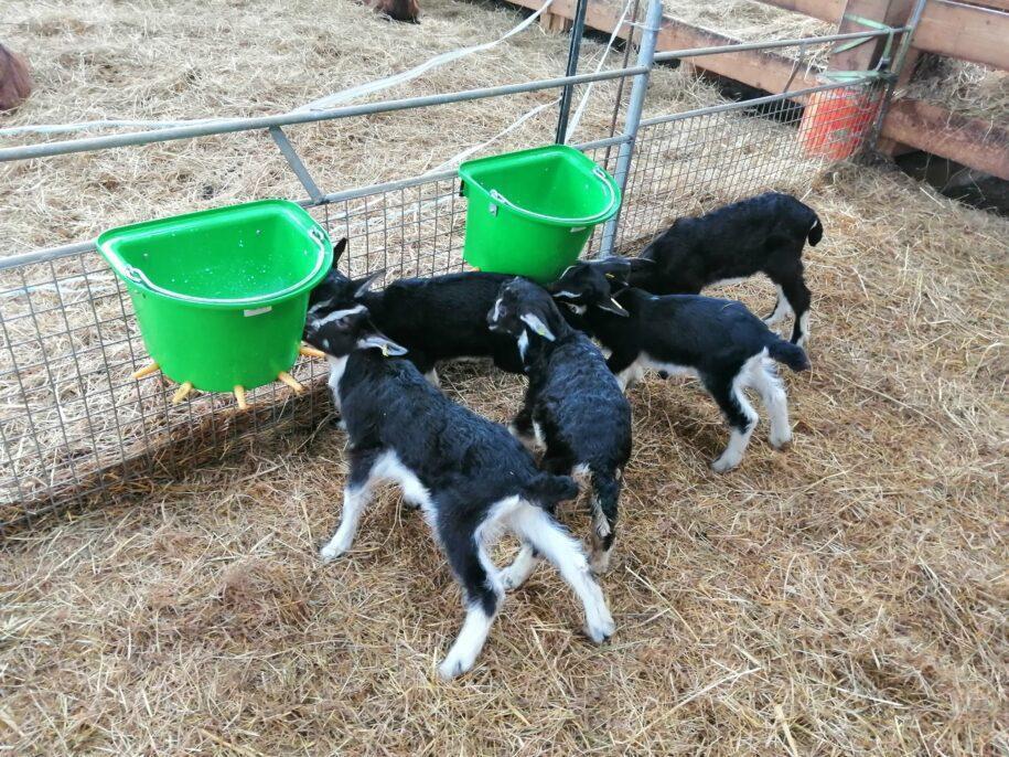 Chèvres poitevines se nourrissent de lait au sceau dans la bergerie