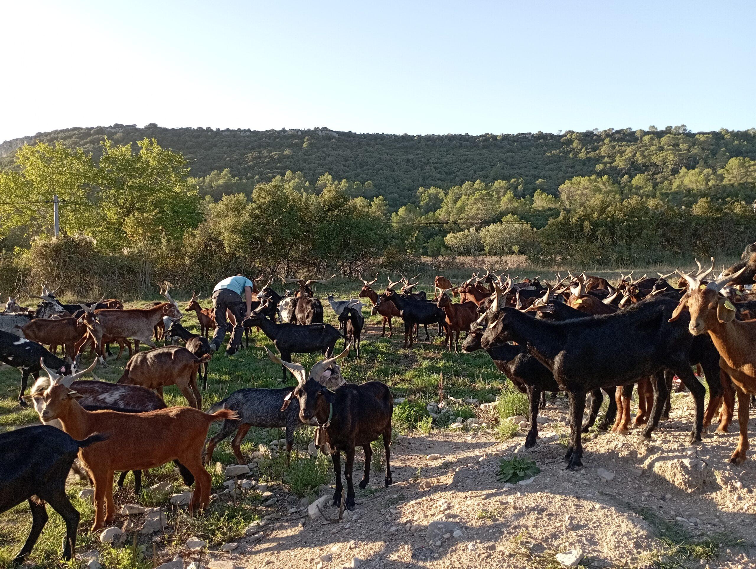 Les chevrettes du Rove sont arrivées !