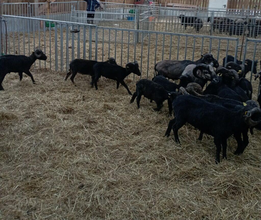 Moutons en bergerie après la tonte