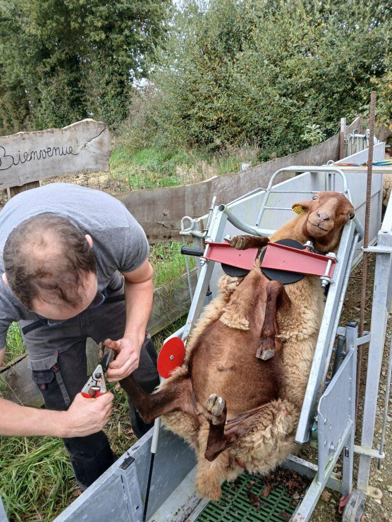 Parage des onglons du mouton de Solognot à l'aide d'une cisaille à onglons