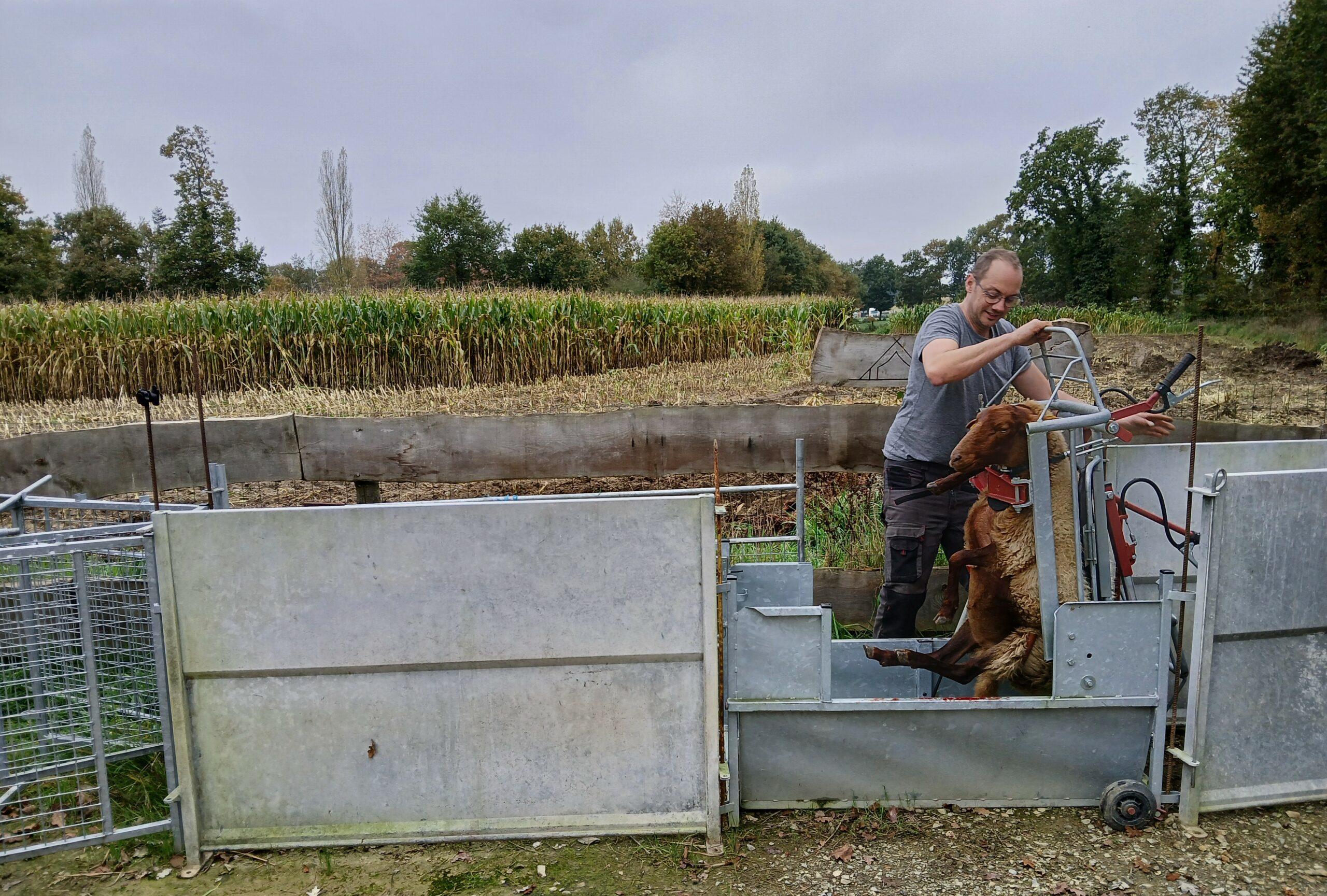 Mobilisation du mouton de Solognot pour la taille des onglons