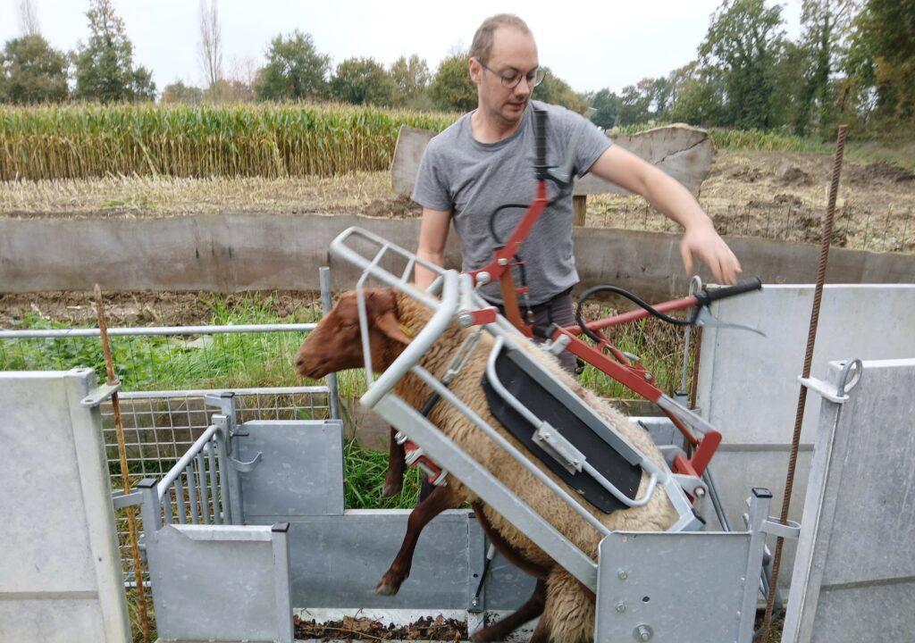 Mobilisation du mouton de Solognot avant parage des onglons