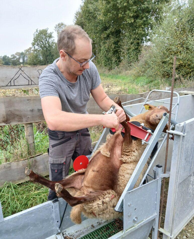 Taille des onglons des moutons de Solognot