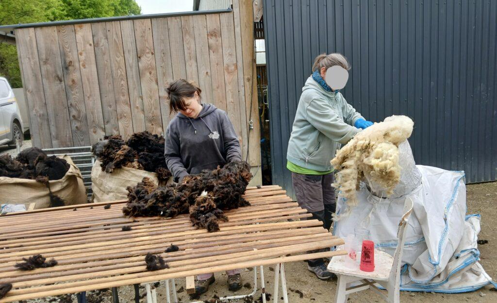Seconde vie pour les toisons de nos moutons !
